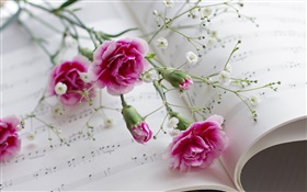 Œillets, fleurs roses, livre HD Fonds d'écran