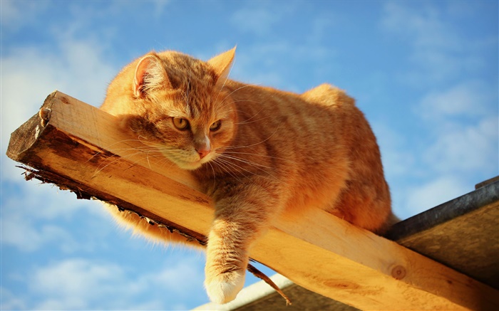 Cat reste au bois Fonds d'écran, image