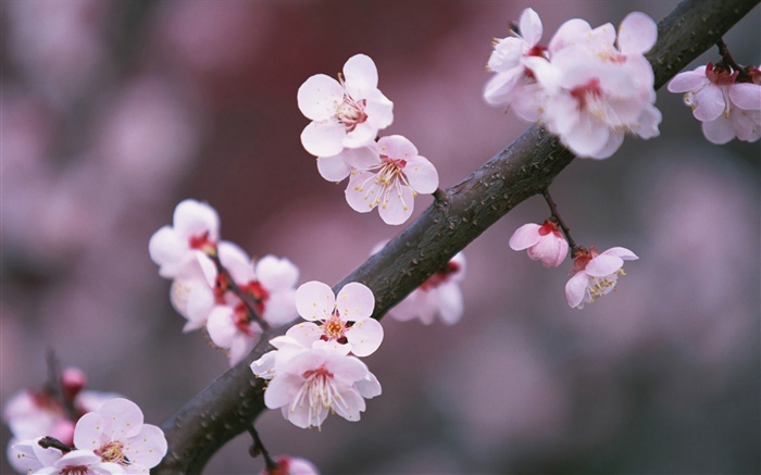 Fleurs de cerisier en fleurs, brindilles Fonds d'écran, image