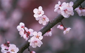 Fleurs de cerisier en fleurs, brindilles HD Fonds d'écran