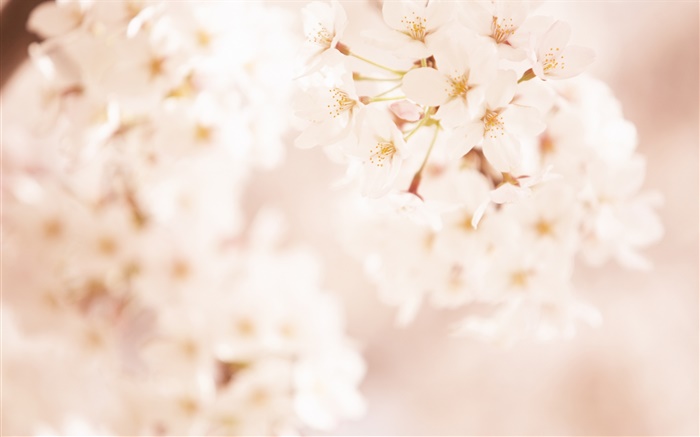 Fleurs de cerisier, floue Fonds d'écran, image