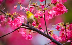 Cerisier, fleurs, oiseau
