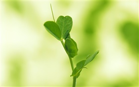Gros plan des petites feuilles de germination HD Fonds d'écran
