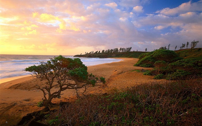 Côte, mer, plage, herbe, sable, arbres, nuages, le lever du soleil Fonds d'écran, image