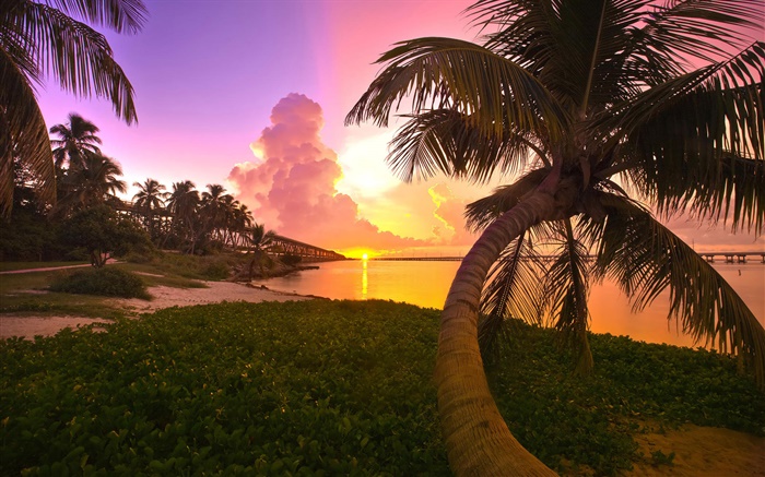 Côte, mer, pont, de palmiers, le lever du soleil Fonds d'écran, image