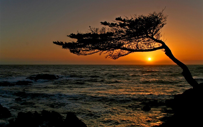 côtier, un arbre, silhouette, coucher de soleil Fonds d'écran, image