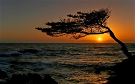 côtier, un arbre, silhouette, coucher de soleil