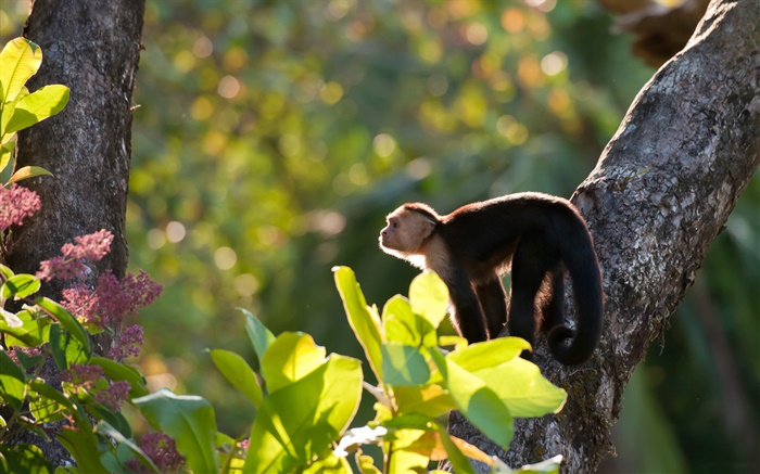 Costa Rica, le singe, forêt Fonds d'écran, image