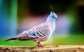 Pigeon huppé close-up