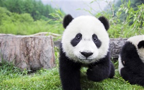 Animaux mignons, blanc couleurs noir, panda