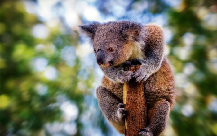 Koala en peluche Mignon, bokeh Fonds d'écran, image