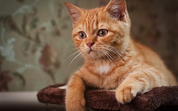 Chaton mignon, chat brun Fonds d'écran, image