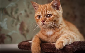 Chaton mignon, chat brun HD Fonds d'écran