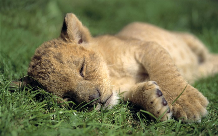 Mignon petit lion sommeil Fonds d'écran, image