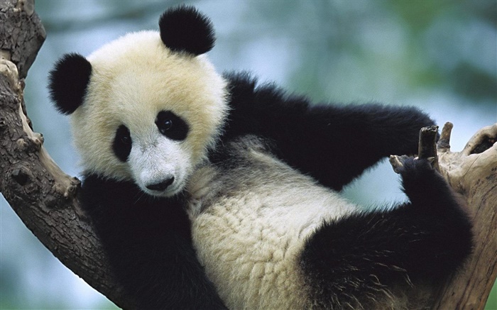 Panda mignon Fonds d'écran, image