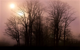 Aube, les arbres, le lever du soleil HD Fonds d'écran