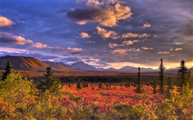 Denali National Park, Alaska, USA, nuages, crépuscule, l'herbe