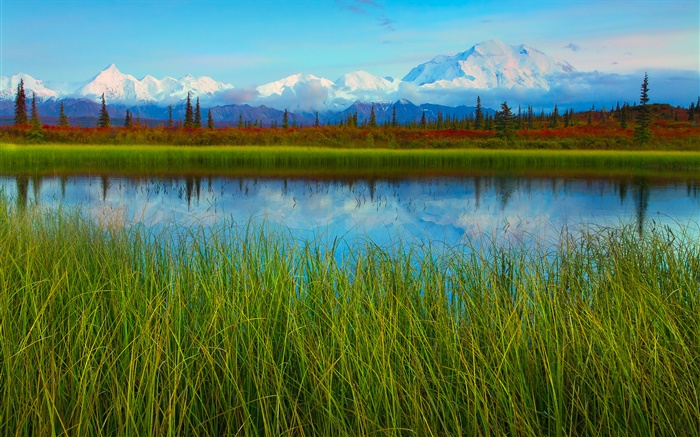 Denali National Park, Alaska, USA, lac, herbe, arbres Fonds d'écran, image