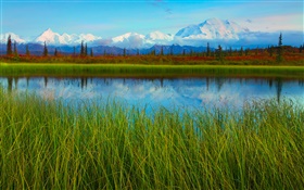 Denali National Park, Alaska, USA, lac, herbe, arbres HD Fonds d'écran