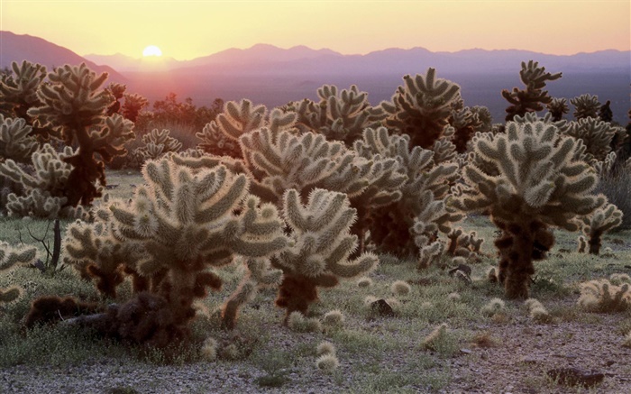 Désert, cactus, le lever du soleil Fonds d'écran, image