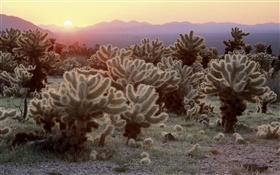 Désert, cactus, le lever du soleil HD Fonds d'écran