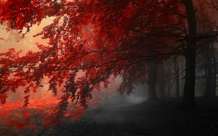 Crépuscule, l'automne, la forêt, les feuilles rouges Fonds d'écran, image