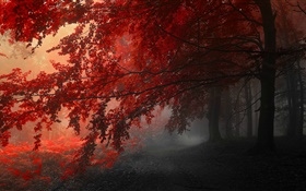 Crépuscule, l'automne, la forêt, les feuilles rouges