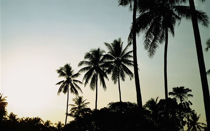 Crépuscule, soir, palmiers, silhouette Fonds d'écran, image