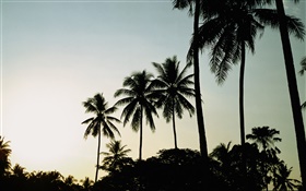 Crépuscule, soir, palmiers, silhouette