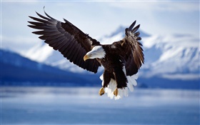 Mouche aigle, ailes, lac HD Fonds d'écran