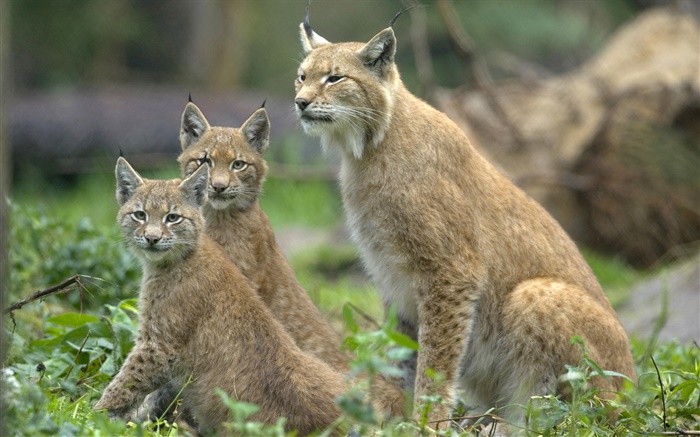 Felis serval famille Fonds d'écran, image