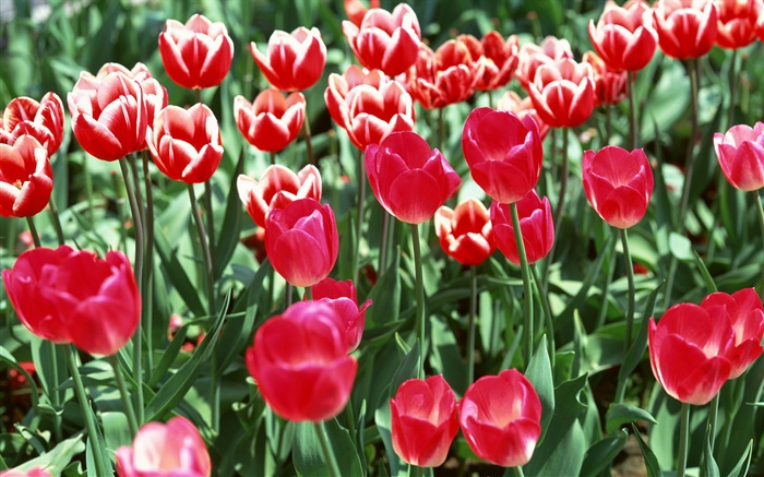 Champ de fleurs, tulipes rouges Fonds d'écran, image