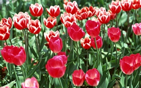 Champ de fleurs, tulipes rouges