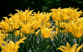 Champ de fleurs, tulipe jaune