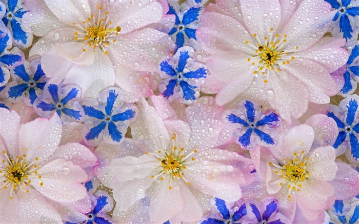 Fleurs fond, gouttes d'eau Fonds d'écran, image