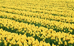 Champ de fleurs, tulipes jaunes