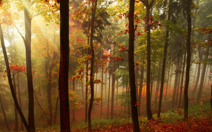 Forêt, les arbres, les rayons du soleil, l'automne Fonds d'écran, image
