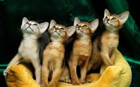 Quatre chatons mignons HD Fonds d'écran