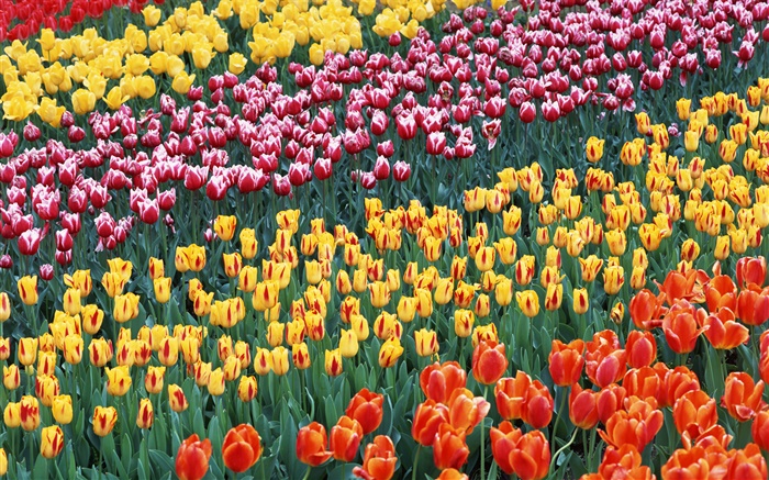 Quatre couleurs différentes tulipe fleurs Fonds d'écran, image