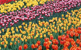 Quatre couleurs différentes tulipe fleurs