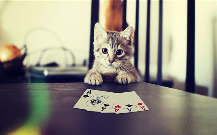 Drôle animal, chaton jouant au poker Fonds d'écran, image