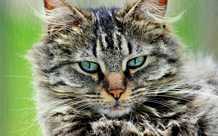fourrure de chat gris rayé Fonds d'écran, image