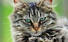 fourrure de chat gris rayé HD Fonds d'écran