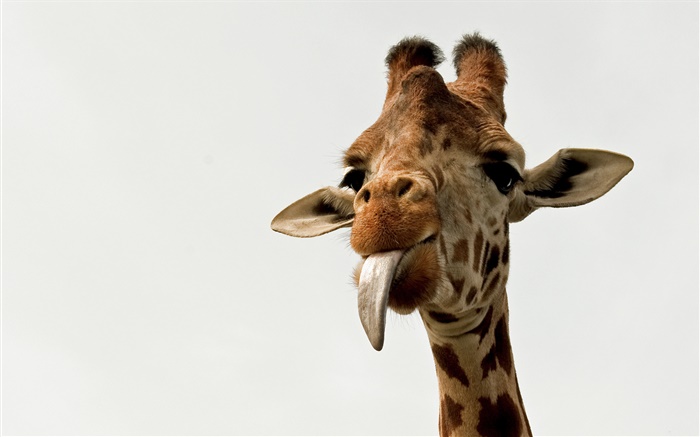 Giraffe visage close-up Fonds d'écran, image