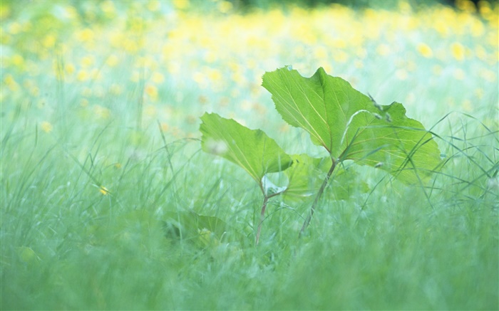 Herbe, de feuilles, l'été Fonds d'écran, image