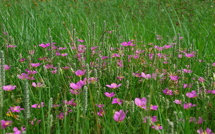 Herbe, fleurs roses Fonds d'écran, image