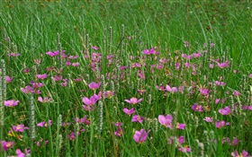 Herbe, fleurs roses HD Fonds d'écran