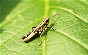 Grasshopper sur les feuilles vertes