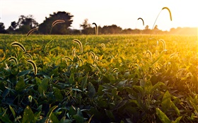 Terrain en herbe, le matin, le soleil, Ohio, USA