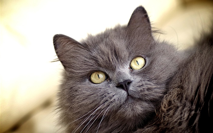 Chat gris, yeux jaunes Fonds d'écran, image